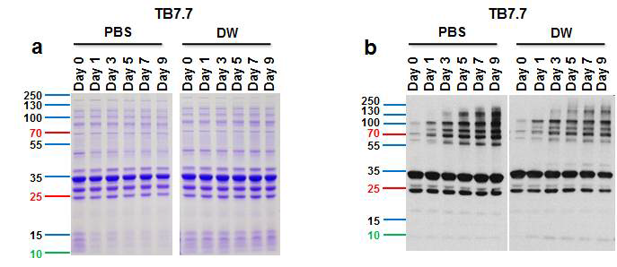 TB7.7의 안정성을 확인한 결과, a. SDS-PAGE Gel 염색, b. Western bolt