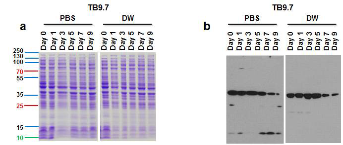 TB9.7의 안정성을 확인한 결과, a. SDS-PAGE Gel 염색, b. Western bolt