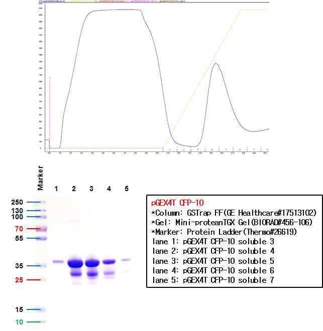 GST 컬럼을 이용하여 FPLC 정제한 CFP-10 단백질의 SDS-PAGE gel 염색 결과