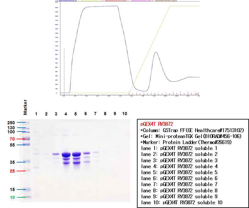 GST 컬럼을 이용하여 FPLC 정제한 RV3872 단백질의 SDS-PAGE gel 염색 결과