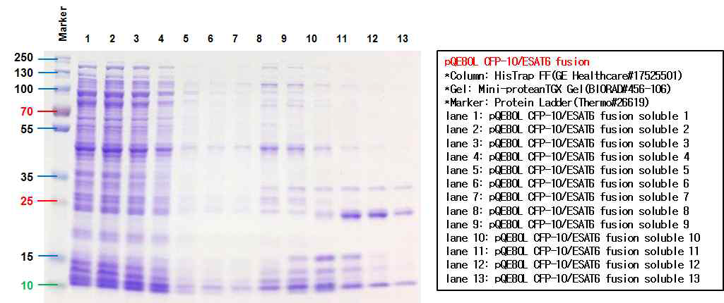 HIS 컬럼을 이용하여 FPLC 정제한 CFP-10/ESAT6 fusion 단백질의 SDS-PAGE 결과