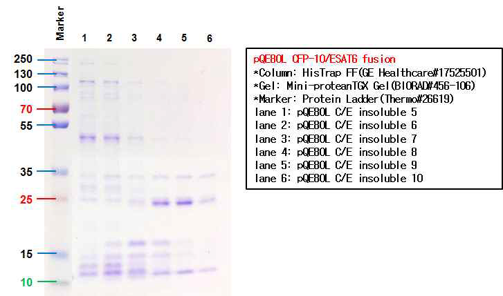 HIS 컬럼을 이용하여 FPLC 정제한 CFP-10/ESAT6 fusion 단백질의 SDS-PAGE 결과