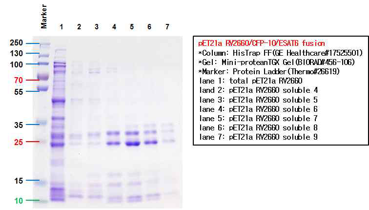 HIS컬럼을 이용하여 FPLC 정제한 RV2660/CFP-10/ESAT6 fusion 단백질의 SDS-PAGE 결과