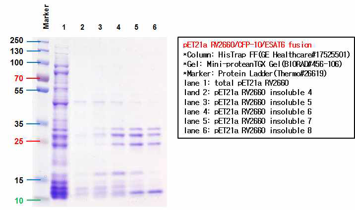 HIS 컬럼을 이용하여 FPLC 정제한 RV2660/CFP-10/ESAT6 fusion 단백질의 SDS-PAGE 결과