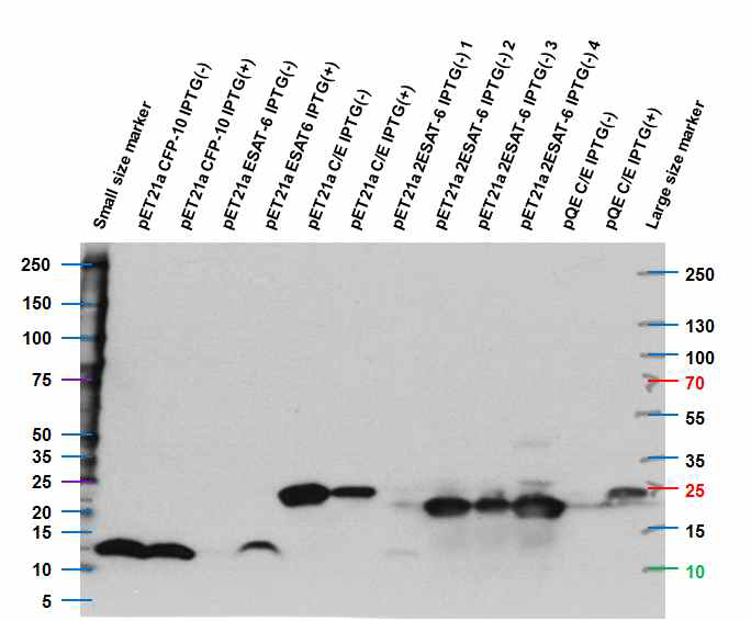 재조합 결핵 특이 항원 단백질인 CFP-10, ESAT6, ESAT6/ESAT6 fusion 및 CFP-10/ESAT6 fusion의 발현을 HIS-TAG Antibody (proteintech#6605-1-Ig)을 이용하여 확인한 Western Blot 결과