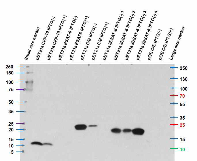 재조합 결핵 특이 항원 단백질인 CFP-10, ESAT6, ESAT6/ESAT6 fusion 및 CFP-10/ESAT6 fusion의 발현을 HIS-Tag XP (Cell signaling#12698)을 이용하여 확인한 Western Blot 결과