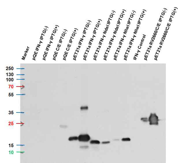 재조합 결핵 특이 항원 단백질인 INF-γ, CFP-10/ESAT6 fusion 및 RV2660/CFP-10/ESAT6 fusion의 발현을 HIS-TAG Antibody (proteintech#6605-1-Ig)을 이용하여 확인한 Western Blot 결과