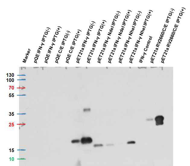 재조합 결핵 특이 항원 단백질인 INF-γ, CFP-10/ESAT6 fusion 및 RV2660/CFP-10/ESAT6 fusion의 발현을 HIS-Tag XP (Cell signaling#12698)을 이용하여 확인한 Western Blot 결과