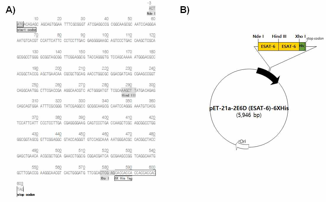 pET-21a-2E6D (ESAT-6)-His 시퀀스 및 구조