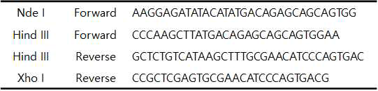 유전자 증폭에 사용된 프라이머