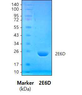 단백질 정제 후 SDS-PAGE를 이용하여 2E6D를 확인함