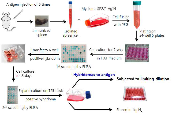 IFN-gamma 단클론항체를 생산하는 하이브리도마 세포 제작