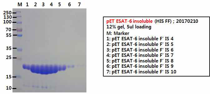 pET21a-ESAT6 FPLC 정제 결과: His 컬럼으로 정제(위) 후에 12% SDS-PAGE 후 쿠마지 염색 M: marker, 1: #4 tube, 2: #5 tube, 3: #6 tube, 4: #7 tube, 5: #8 tube, 6: #9 tube, 7: #10 tube