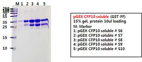 pGEX4T-CFP10 FPLC 정제 결과: GST 컬럼으로 정제(위) 후에 15% SDS-PAGE 후 쿠마지 염색 M: marker, 1: #6 tube, 2: #7 tube, 3: #8 tube, 4: #9 tube, 5: #10 tube
