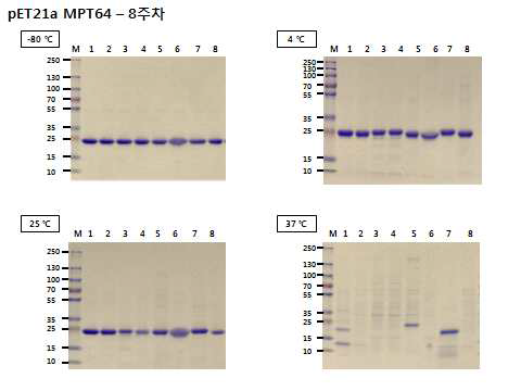 8주 동안 MPT64 단백질에 대한 안정성물질 반응. M: molecular weight markers, lane 1: pET21a-MPT64, lane 2: 33.3 mM Trehalose, lane 3: 16.7 mM Glucose, lane 4: 16.7 mM Sucrose, lane 5: 33.3 mM Mannitol, lane 6: 6.7 % PEG, lane 7: 33.3 mM L-arginine, lane 8: 1.3 mM L-glutamine