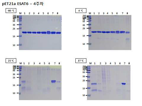 4주 동안 ESAT6 단백질에 대한 안정성물질 반응. M: molecular weight markers, lane 1: pET21a-ESAT6, lane 2: 33.3 mM Trehalose, lane 3: 16.7 mM Glucose, lane 4: 16.7 mM Sucrose, lane 5: 33.3 mM Mannitol, lane 6: 6.7 % PEG, lane 7: 33.3 mM L-arginine, lane 8: 1.3 mM L-glutamine