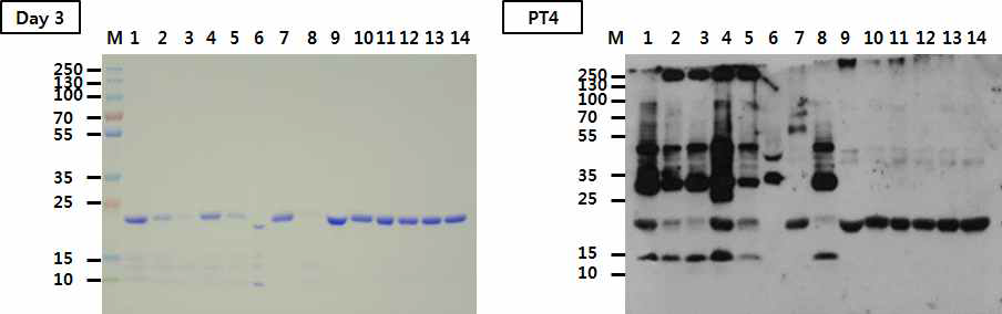 37℃에서 융합물질에 대한 ESAT6 단백질 안정화 반응 SDS-PAGE와 western blot. M: molecular weight markers, lane 1: pET21a-ESAT6, lane 2: 33.3 mM Trehalose, lane 3: 16.7 mM Glucose, lane 4: 16.7 mM Sucrose, lane 5: 33.3 mM Mannitol, lane 6: 6.7 % PEG, lane 7: 33.3 mM L-arginine, lane 8: 1.3 mM L-glutamine, lane 9: 20 mM L-arginine + 10 mM Trehalose + 10 mM Mannitol + 10 mM Sucrose +1 % PEG, lane 10: 20 mM L-arginine + 10 mM Trehalose + 10 mM Mannitol + 10 mM Sucrose +10 mM L-glutamine, lane 11: 20 mM L-arginine + 10 mM Trehalose + 10 mM Mannitol + 10 mM Sucrose, lane 12: 20 mM L-arginine + 10 mM Trehalose + 10 mM Sucrose, lane 13: 20 mM L-arginine + 10 mM Mannitol + 10 mM Sucrose, lane 14: 20 mM L-arginine + 10 mM Trehalose + 10 mM Mannitol