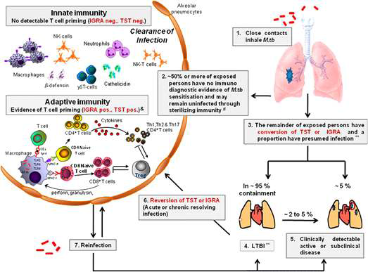Spectrum of tuberculosis infection, life cycle of Mycobacterium tuberculosis, and the immunopathogenesis of pulmonary tuberculosis. (Am J Respir Crit Care Med 2011;183:696-707 참조)