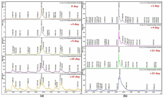 Sonication (w/o Detergent) 전처리 방법으로 제작하여 동결 건조한 후 온도 조건별로 보관해놓은 PC의 Bruker Microflex MALDI-TOF 측정 결과 (a) 냉장 보관(조건 1) (b) 상온 보관(조건 2)