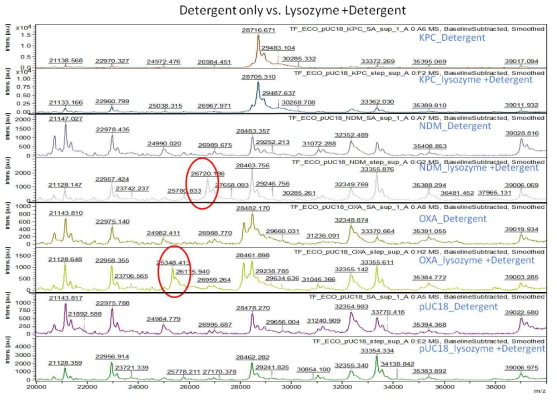 Lysozyme 처리 유무에 따른 유전자 타입별 측정결과 비교 분석