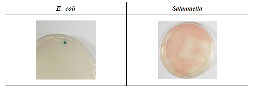 당사에서 개발한 E. coli와 Salmonella를 구별하는 고체 발색 배지에 균주를 접종하여 배양한 결과