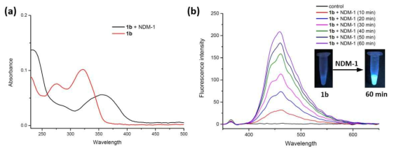Absorbance and fluorescence of 1b (OMCL01203). (a) Changes in absorption spectra for probe 1b before (red) and after (black) incubation with NDM-1 (100 nM) at 25 °C. (b) The fluorescence emission profile of 1b (10 μM) upon incubation with NDM-1 (100 nM) at 25 °C