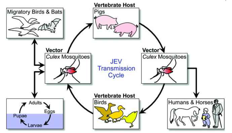 일본뇌염 바이러스의 전파과정 (Hum Vaccin Immunother 2014; 10: 263-79. Yun SI, el al.)