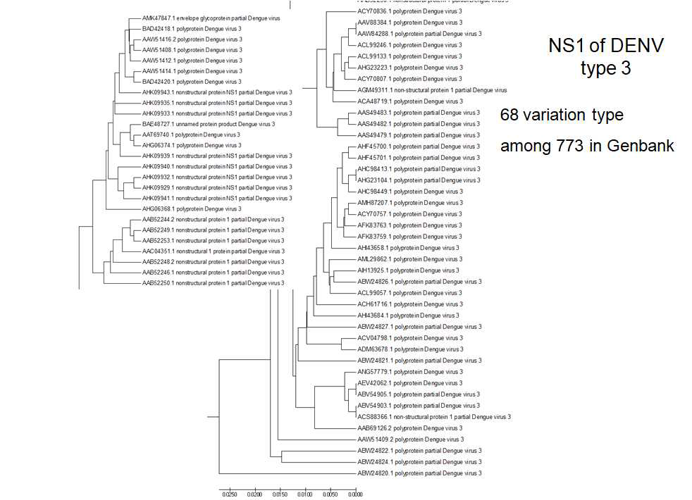 DENV type 3 NS1 유전자(아미노산 서열)의 Phylogenetic analysis