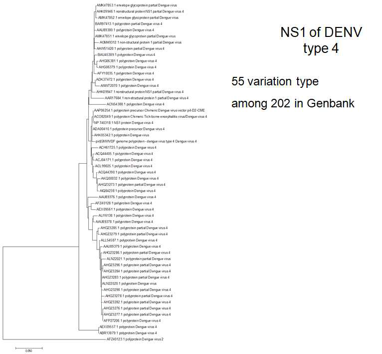 DENV type 4 NS1 유전자(아미노산 서열)의 Phylogenetic analysis