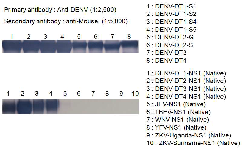 DENV 재조합 항원의 Western blot 결과(개발항원은 Native사 Flavivirus NS1 항원과 비교 검증함)