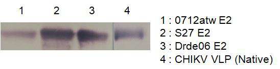 CHIKV 재조합 항원의 Western blot 결과(개발항원은 Native사 CHIKV VLP 항원과 비교 검증함)