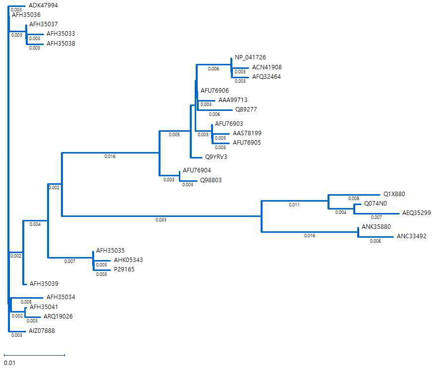 YFV NS1 항원 유전자의 계통학적 분류