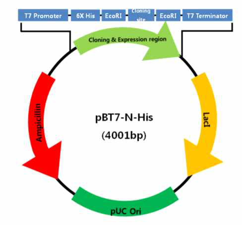 pBT7 플라스미드 도식도