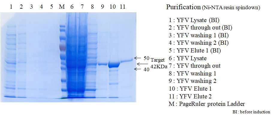 YFV NS1 유전자재조합 단백질 발현 및 정제과정 도시