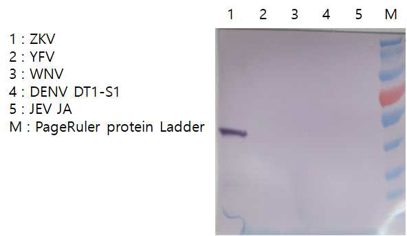 Anti-ZKV NS1 항체를 통한 Western blot (교차면역원성 검증) Primary antibody : Anti-ZKV-NS1 (1:2,000), Secondary antibody : anti-Mouse IgG (1:10,000)