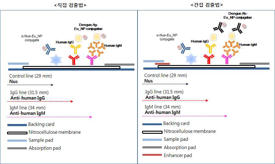 뎅기 바이러스 항체 제품의 두 검출 방식 비교