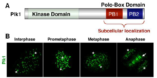 Plk1의 세포주기 동안의 세포내 위치. (A) Plk1 단백질은 N 말단의 인산화 도메인과 세포 내 위치결정에 중요한 역할을 하는 C 말단의 polo-box domain으로 구성된다. (B) Hela cell의 분열시 Plk1은 중심체(*)와 동원체 (점 표시) 및 중앙체 (화살표) 에 위치함