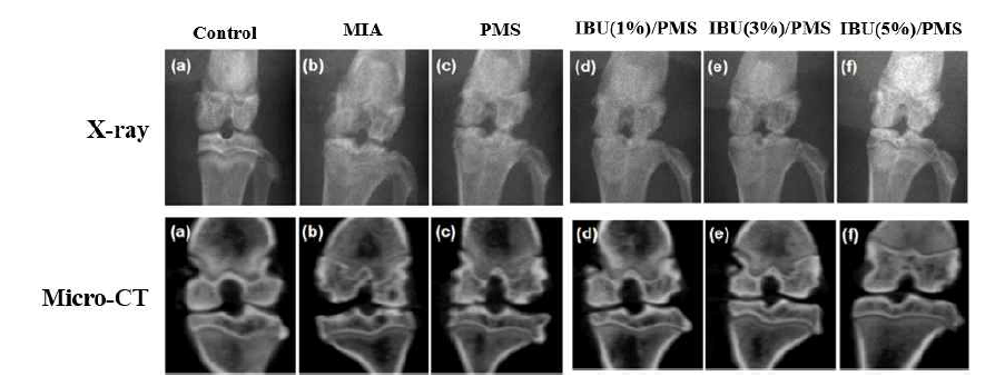 골관절염 동물모델 X-ray 및 Micro-CT 촬영 사진