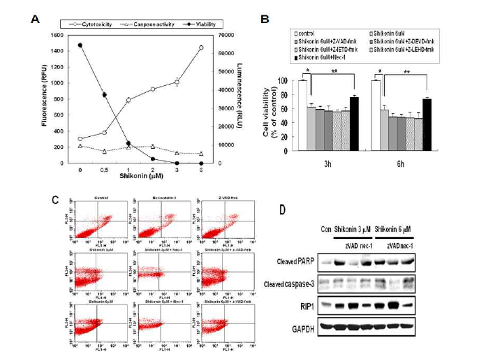 Shikonin에 의한 RIP1에 의한 necroptosis 유도효과 (A) Multiplexing assay (B) MTT 결과 (C) Annexin V-PI 염색법 (D) Western blotting 결과