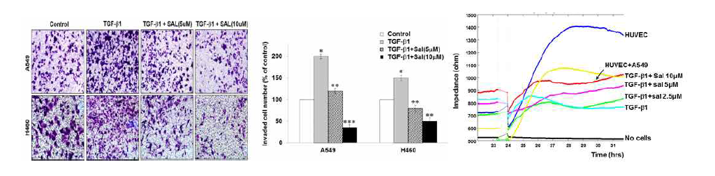 Salinomycin의 폐암세포 침투성 억제효과에 대한 matrigel transwell assay 분석