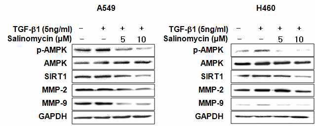 Salinomycin에 의한 AMPK-SIRT1-MMP 신호전달계 western blotting 결과