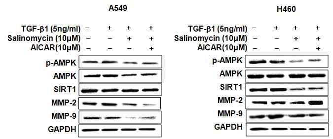 AMPK 과발현 후 AMPK, SIRT1, MMP-2,-9의 단백질 발현변화