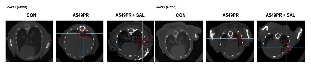 항암제 내성 Orthotopic 폐암모델의 2, 3주후 micro CT 영상분석