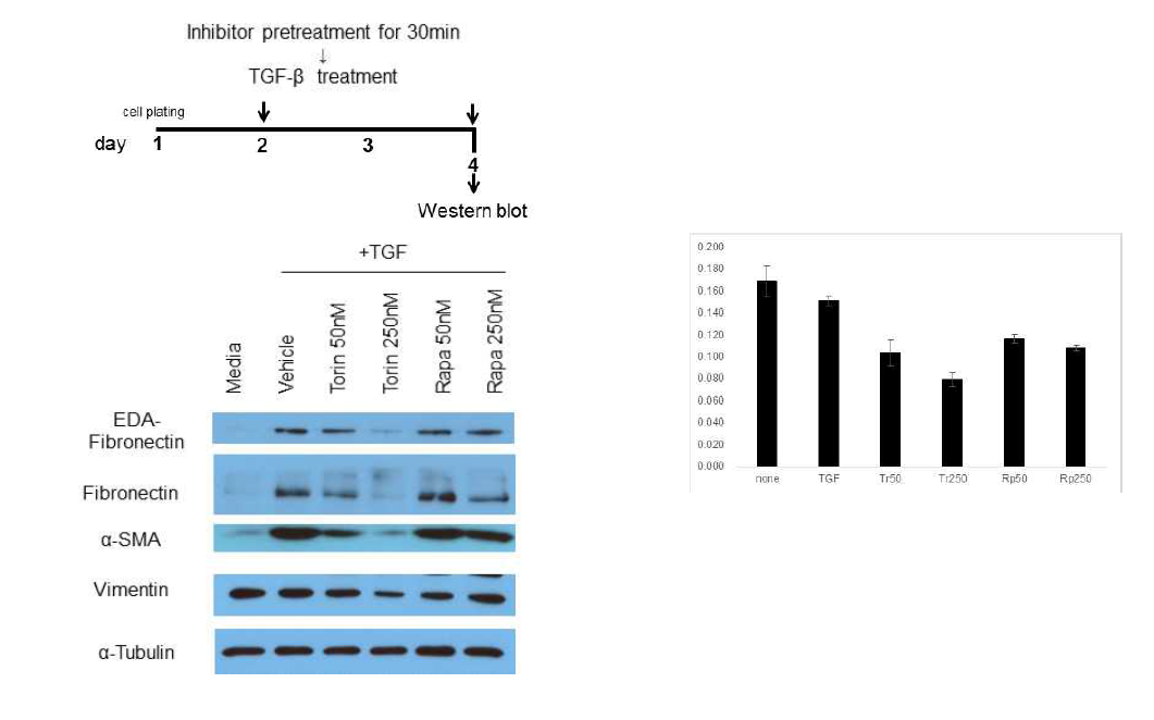 mTORC1과 mTOR2 inhibitor의 myofibroblast 억제효과. WB과 cell viability assay