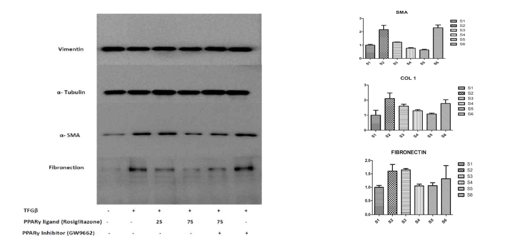 PPARγ agonist의 myofibroblast 억제효과. Western blot과 Real-time PCR