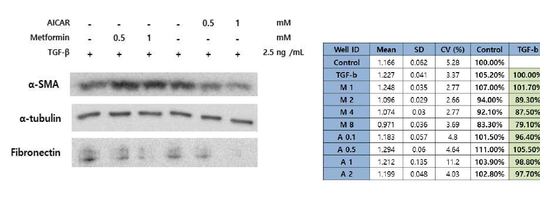 AMPK agonist의 myofibroblast 억제효과. Western blot과 MTT assay