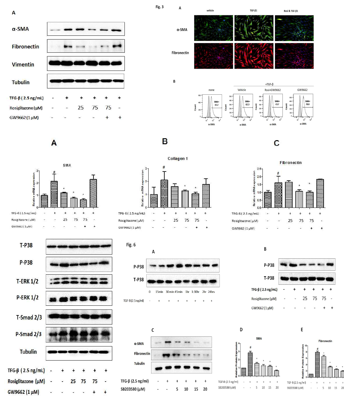 익상편 조직에서 myofibroblast differentiation/EMT 활성화와 이에 중요한 신호전달 과정 중 AKT-mTOR pathway 활성화를 확인함