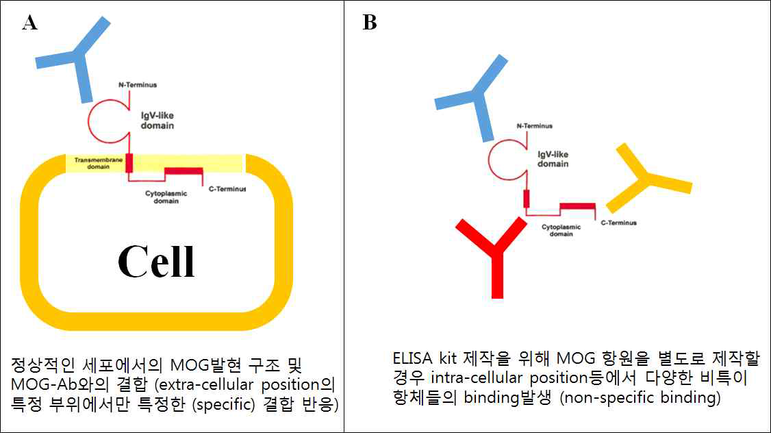 자가면역 항체 검사에 있어 ELISA kit의 비특징적인 항원-항체반응 (MOG-Ag을 예시로)