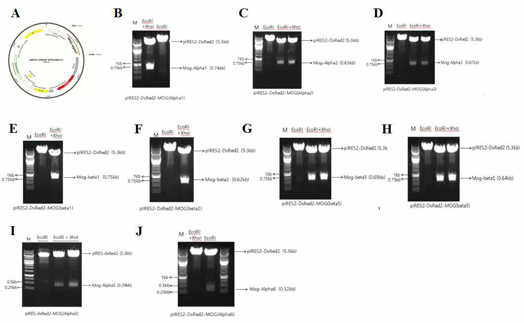 총 9종의 MOG isoform (alpha 1, alpha 2, alpha 3, alpha5, alpha6, beta 1, beta 2, beta 3, beta 5, 그리고 beta 6)를 제작하여 이를 pIRES-dsRed vector map (A)에 삽입함. 각 vector에 대한 PCR 결과를 (B-J)에 표기함