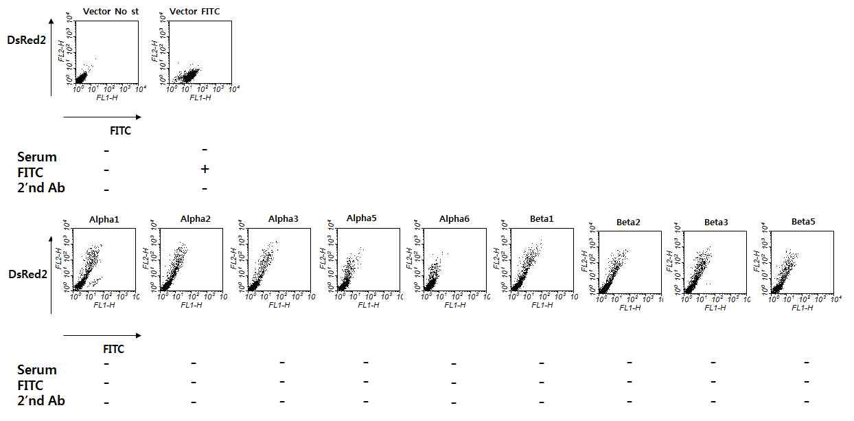 alpha 1 – beta 5까지의 9종의 MOG isoform을 발현 vector를 이용하여 각각의 isoform을 발현 하는 세포주를 제작하고 이의 발현을 FACS (DsREd)로 확인함